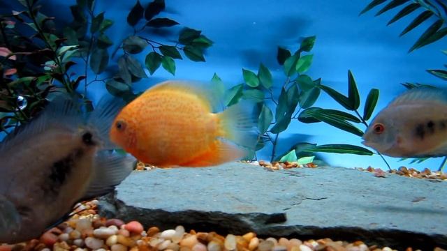 Red Spotted Severum Cichlid and Uaru