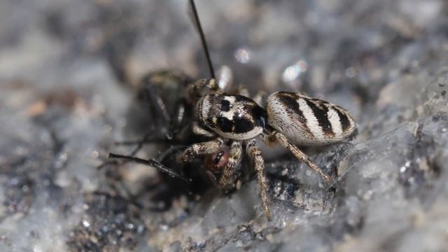 Zebra spider, (Salticus) Zebrzirneklis.