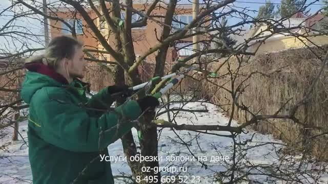 Услуги обрезки яблони на даче. Выезд Агрономов по Москве и области. Звоните и заказывайте!