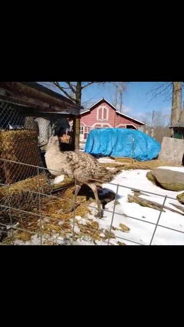 My Pretty MaMa@pawsNsmile #love#EMU#farming#moments#entertainment
