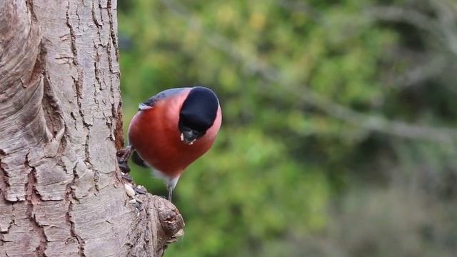 bullfinch