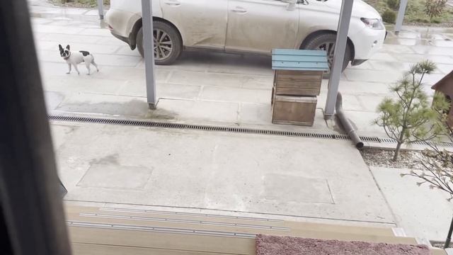 Утренние дела французских бульдогов