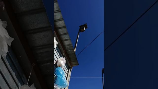 Скворушка поёт.