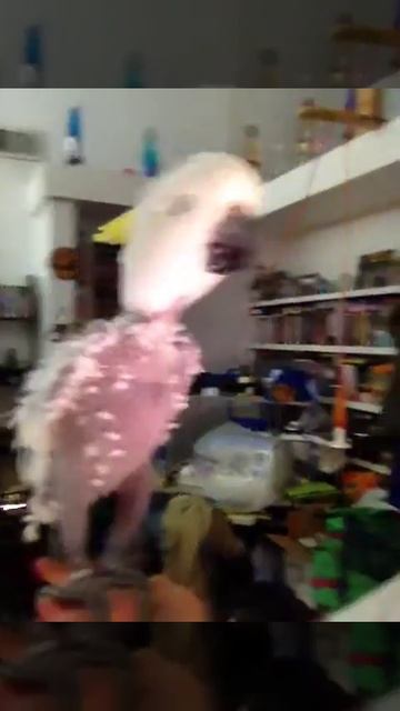 Corky the 40+ year old Yellow Crested Cockatoo