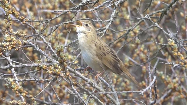 Sprinkhaanzanger Locustella naevia, zingend mannetje (ook vertraagd)