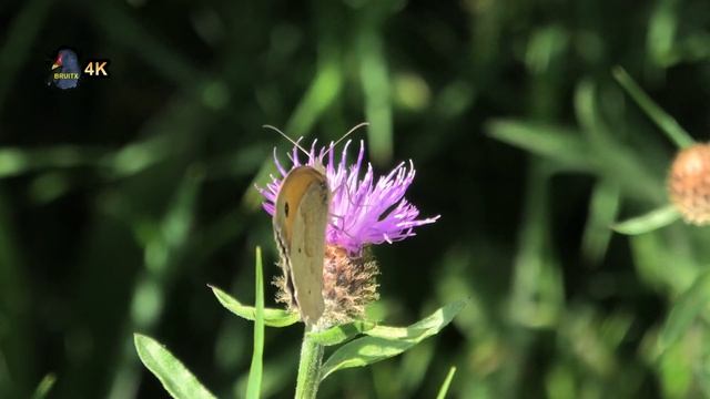 MYRTIL/Maniola jurtina/Mâle ! BRUITX