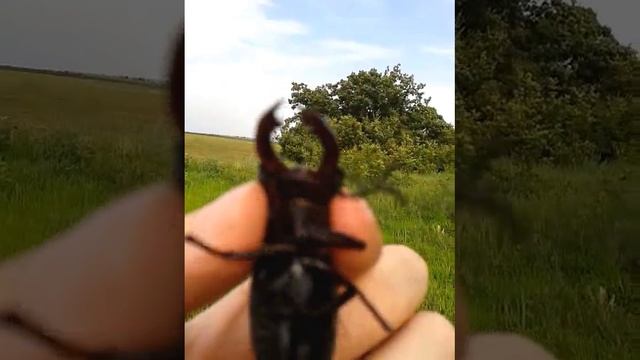 Жук олень / Beetle stag