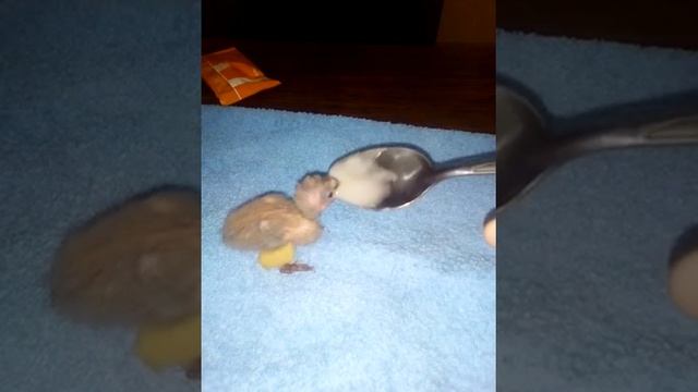 мой маленький неразлучник обожает кашку
