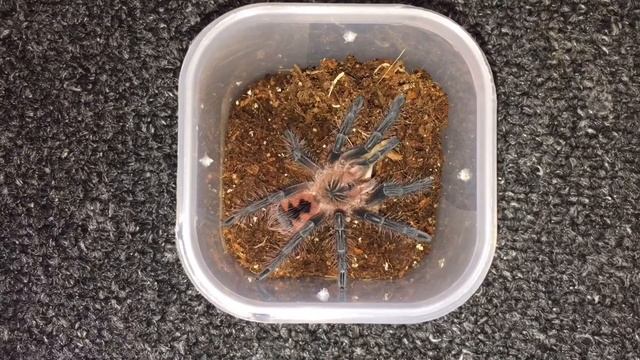 Pamphobeteus Collection