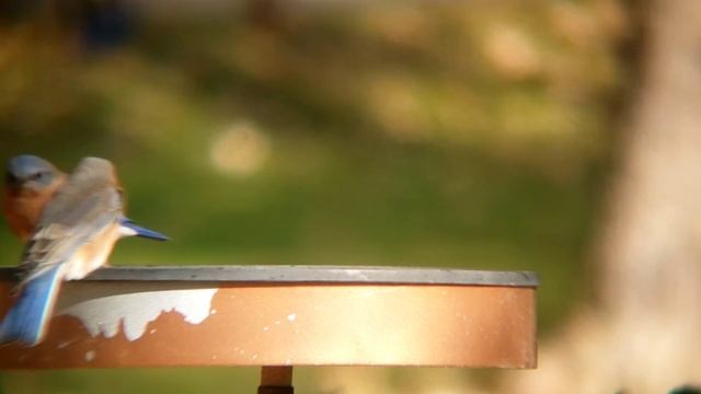 Eastern Bluebirds