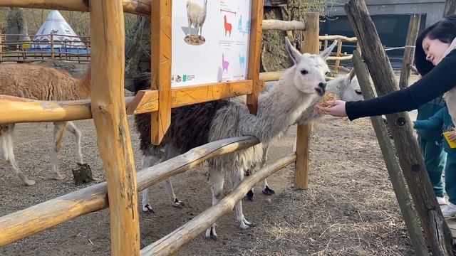 В зоопарке At the zoo