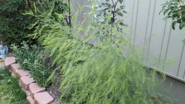 5 plants for EDIBLE landscape in front yard with examples to incorporate them among flowers