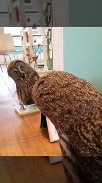СОВА