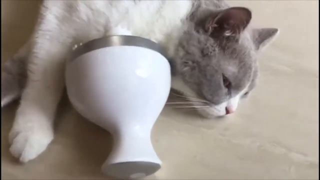 Кошачий масажёр c Aliexpress Обзор Посылка из Китая