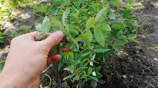 Жимолость нижнегородская. Ранняя