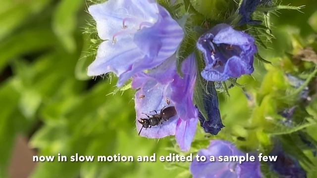 Common yellow face bee blowing nectar bubbles