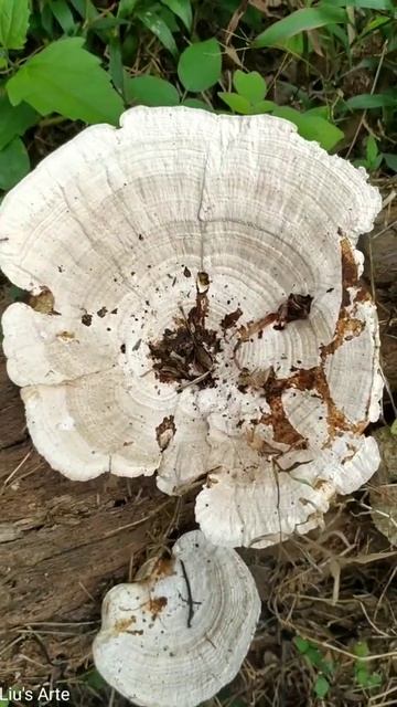 Mushroom Growing On Tree | Variety Mushroom | Tree Mushroom | Beauty Of Nature | Liu's Arte