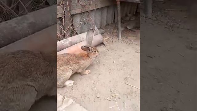 Мягкие пушистые🐰😀