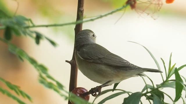 Garden warbler, Sylvia borin