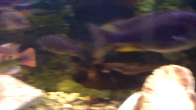 haplochromis yellow belly villa cuerno