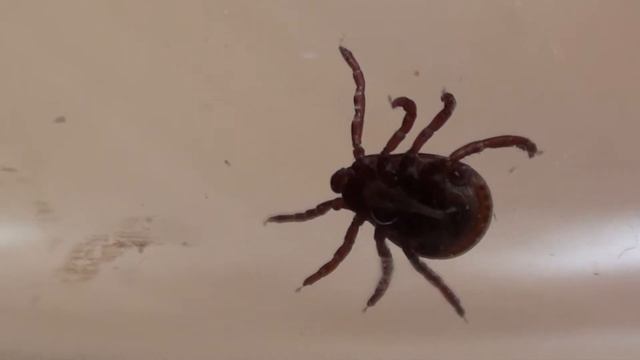 American Dog or Wood Tick (Dermacentor variabilis)