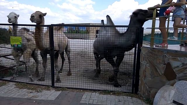 Тайган