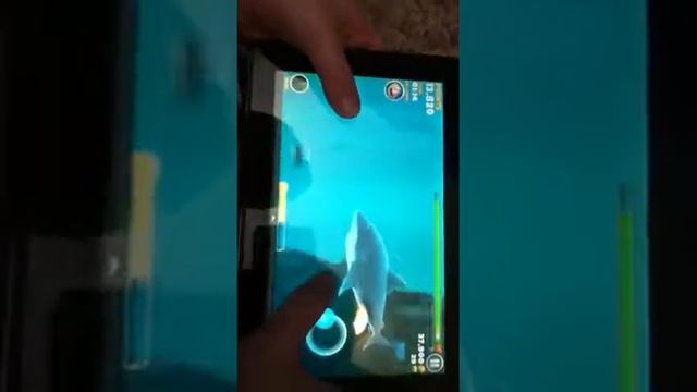 How to find the megalodon hungry shark evolution