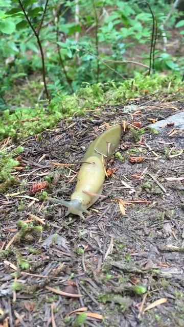 Speedy the slug