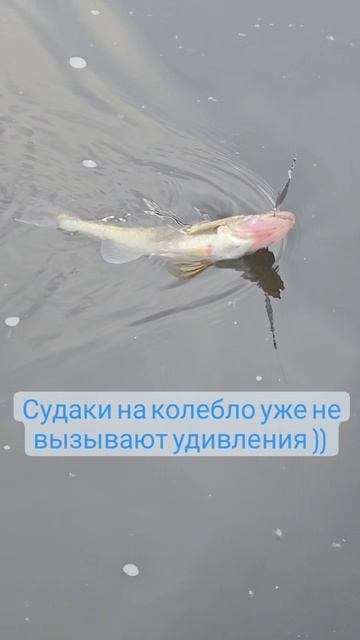 Судак на блесну, как ловить
Отчеты с рыбалок тут:
https://t.me/rybalka163
#рыбалкасгидом