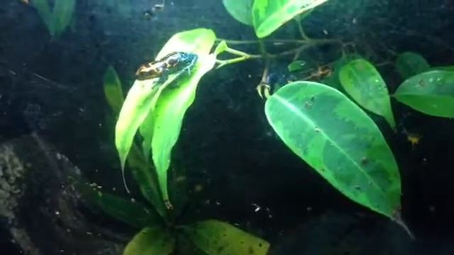 Ranitomeya Imitatator 'Varadero'/'Jeberos' hopping about