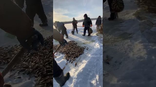 Невод (Мунха)