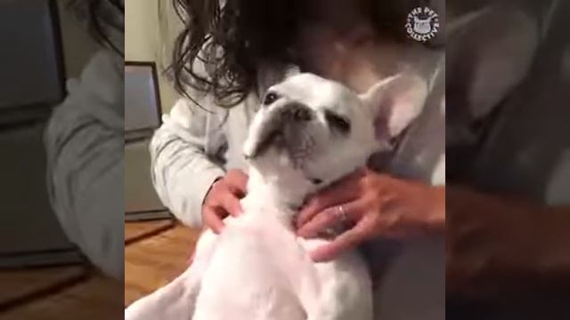 Моем  животных!!!