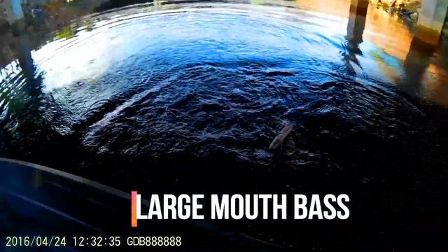 FLORIDA EVERGLADES BASS FISHING l ALLIGATOR ALLEY l JON BOAT FISHING