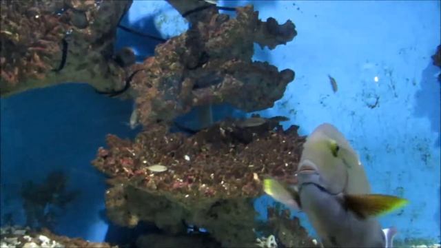ХУРГАДА. АКВАРІУМНЕ ЖИТТЯ РИБ ЧЕРВОНОГО МОРЯ