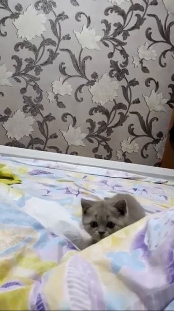 #11 Первая охота! (#сара #британская #короткошерстная  #котенок)