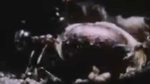 Муравьями