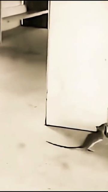 Вот это поворот! 🙀