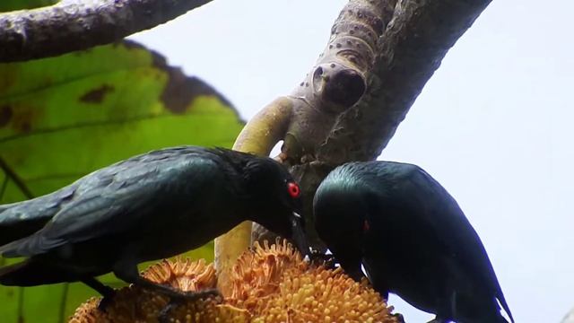 #asian glossy starling