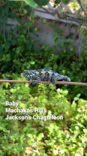 Baby Machakos Hills Jackson’s Chameleon