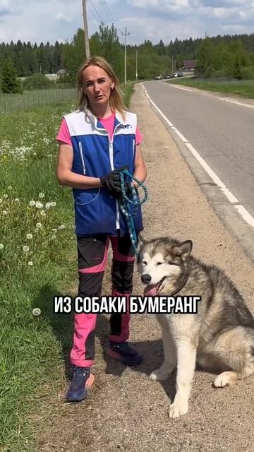 Натянутый поводок 🚷 #собака #дрессировка #собаки #кинолог #поводок #танец #животные #любовь
