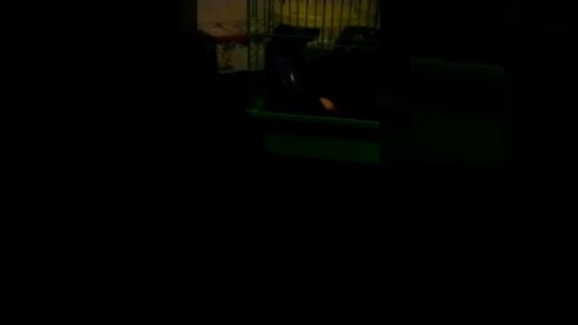 ЛЮБИМЫЙ ПИТОМЕЦ|ХОМЯК