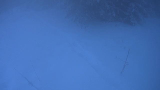 Последняя охота 24 года. Охота с русскими-пегими.