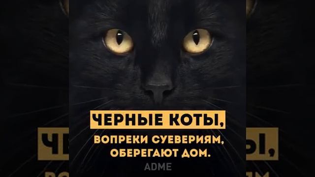 Коты-это