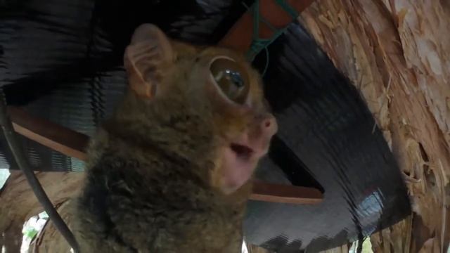 Tarsius the worlds smallest primate