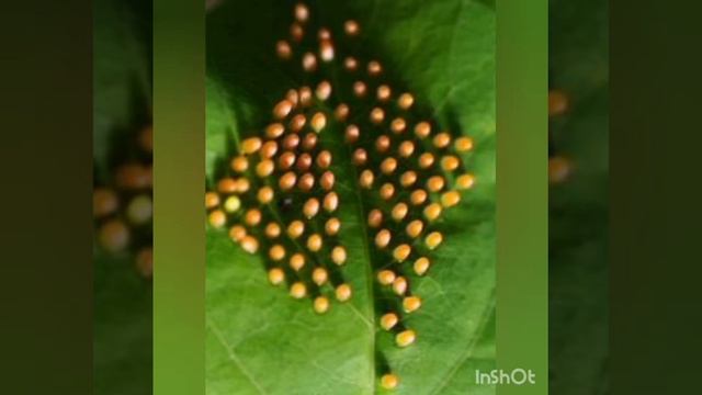 Lifecycle of Butterfly Education Video for kids | Life Cycle of Butterfly