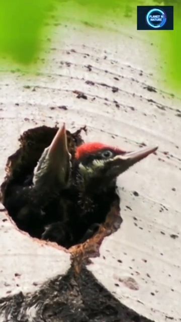 Pileated Woodpecker in Nest || Pileated Woodpecker Baby || Planet N Nature #shorts