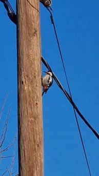 Дикая природа прекрасна...