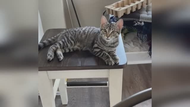 🤣🤣🤣 СМЕШНЫЕ ЖИВОТНЫЕ ЛУЧШИЕ ПРИКОЛЫ С КОТАМИ, СОБАКАМИ, ЖИВОТНЫЕ, СМЕШНЫЕ ВИДЕО
