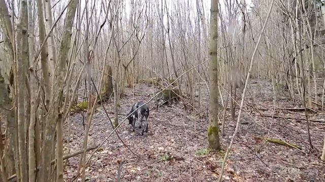 Овраг за деревней Барово Апрель 16 24 2014 года 18