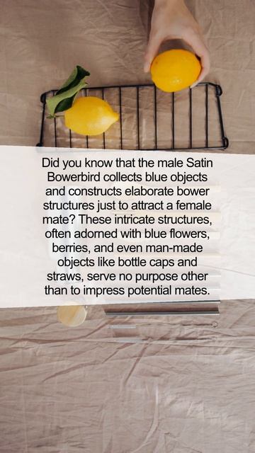 Incredible Fact You Didn't Know About The Satin Bowerbird #shorts